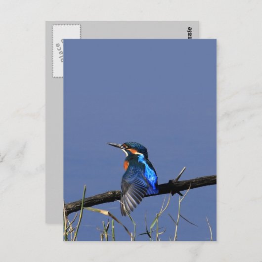 Kingfisher Briefkaart (Voorkant / Achterkant)