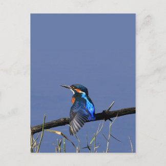 Kingfisher Briefkaart