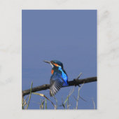 Kingfisher Briefkaart (Voorkant)