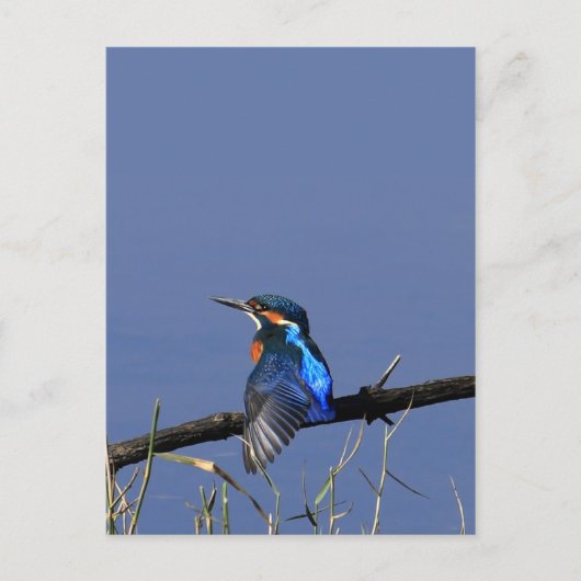 Kingfisher Briefkaart (Voorkant)