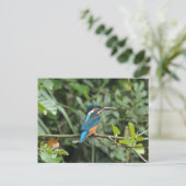 Kingfisher briefkaart (Staand voorkant)