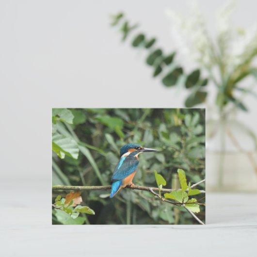 Kingfisher briefkaart (Staand voorkant)