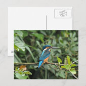 Kingfisher briefkaart (Voorkant / Achterkant)