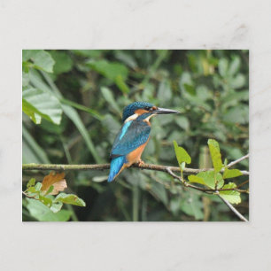 Kingfisher briefkaart
