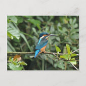 Kingfisher briefkaart (Voorkant)