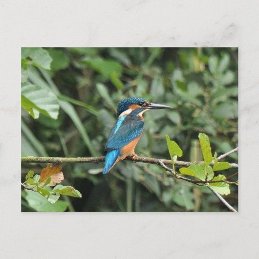 Kingfisher briefkaart (Voorkant)