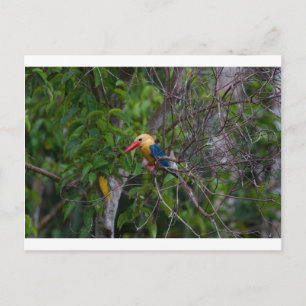 Kingfisher Briefkaart