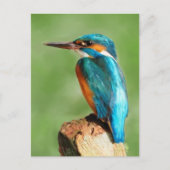 Kingfisher Briefkaart (Voorkant)