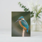 Kingfisher Briefkaart (Staand voorkant)