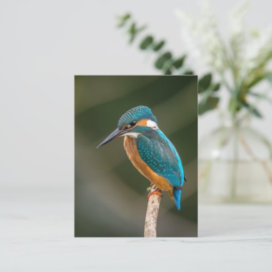 Kingfisher Briefkaart (Staand voorkant)