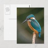 Kingfisher Briefkaart (Voorkant / Achterkant)