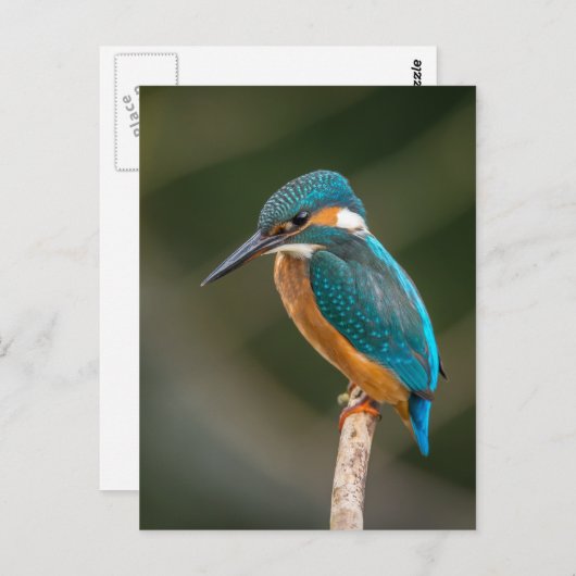 Kingfisher Briefkaart (Voorkant / Achterkant)