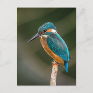 Kingfisher Briefkaart