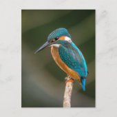 Kingfisher Briefkaart (Voorkant)