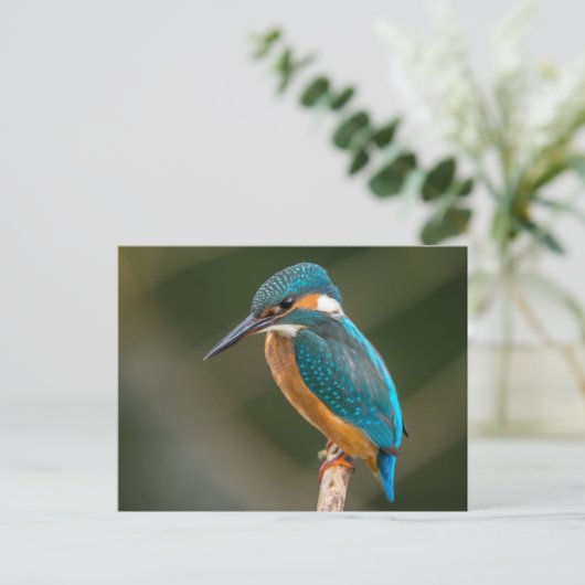 Kingfisher Briefkaart (Staand voorkant)