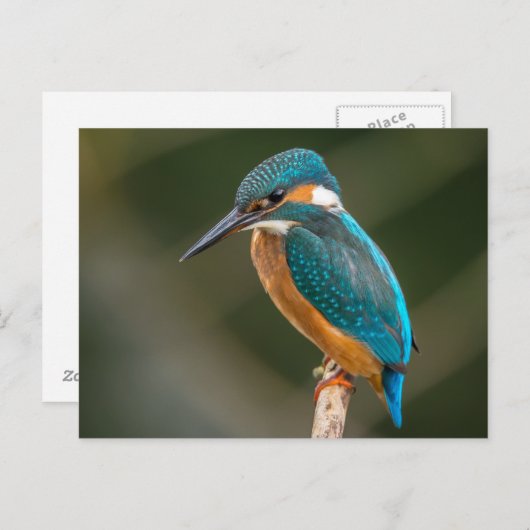 Kingfisher Briefkaart (Voorkant / Achterkant)