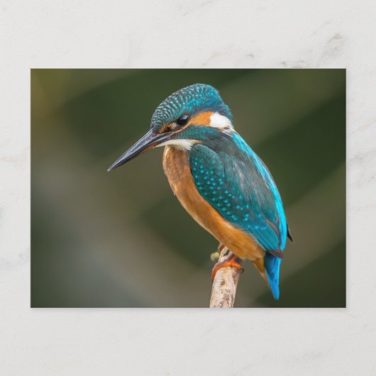 Kingfisher Briefkaart (Voorkant)