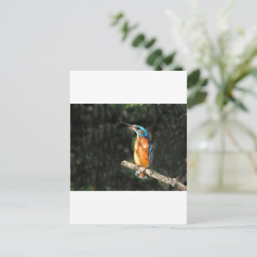 Kingfisher Briefkaart (Staand voorkant)