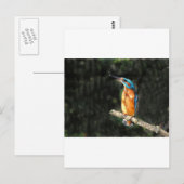 Kingfisher Briefkaart (Voorkant / Achterkant)