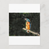 Kingfisher Briefkaart (Voorkant)