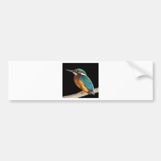 "Kingfisher" Bumpersticker (Voorkant)