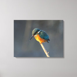 Kingfisher Canvas Afdruk