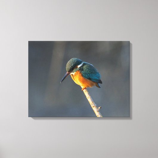 Kingfisher Canvas Afdruk (Voorkant)