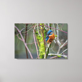 Kingfisher Canvas Afdruk