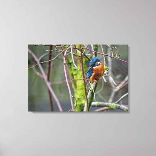 Kingfisher Canvas Afdruk (Voorkant)