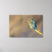 Kingfisher Canvas Afdruk (Voorkant)