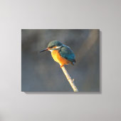 Kingfisher Canvas Afdruk (Voorkant)