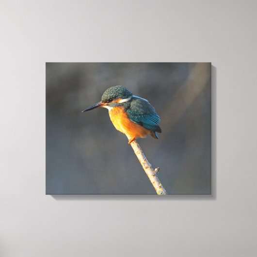 Kingfisher Canvas Afdruk (Voorkant)
