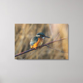 Kingfisher Canvas Afdruk