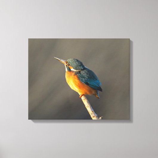 Kingfisher Canvas Afdruk (Voorkant)