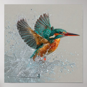 Kingfisher Dive - Levendige vogeljacht op een held Poster