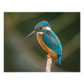 KIngfisher Foto Afdruk (Voorkant)