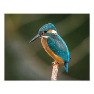 KIngfisher Foto Afdruk