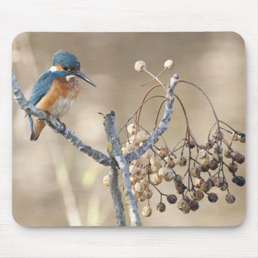 Kingfisher in Hula Reserve Muismat (Voorkant)