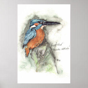 Kingfisher in waterverf poster