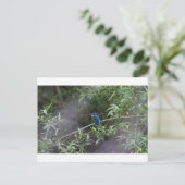 kingfisher.jpg briefkaart (Staand voorkant)