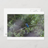 kingfisher.jpg briefkaart (Voorkant / Achterkant)