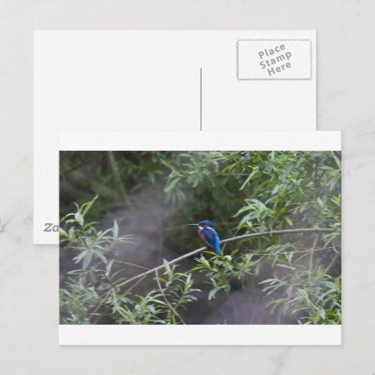 kingfisher.jpg briefkaart (Voorkant / Achterkant)