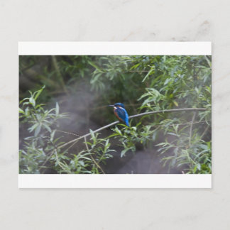 kingfisher.jpg briefkaart