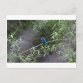 kingfisher.jpg briefkaart (Voorkant)