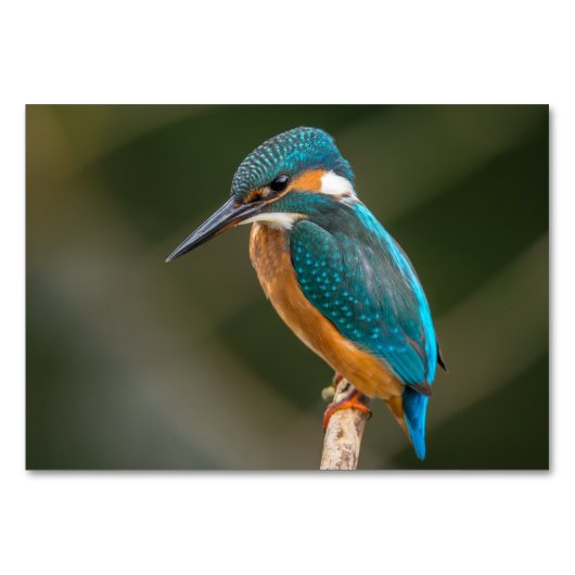 Kingfisher Kaart (Voorkant)