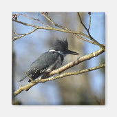 "Kingfisher" magneet (Voorkant)