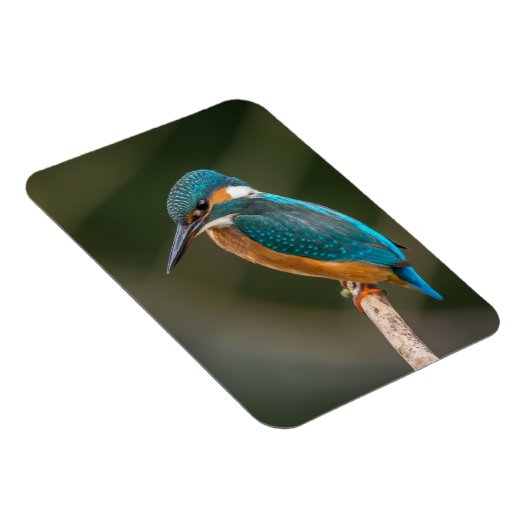 KIngfisher Magneet (Rechterzijde)