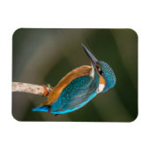 KIngfisher Magneet (Horizontaal)