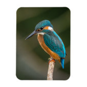 KIngfisher Magneet (Verticaal)