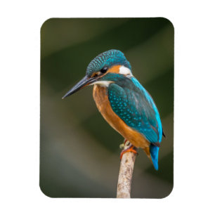 KIngfisher Magneet